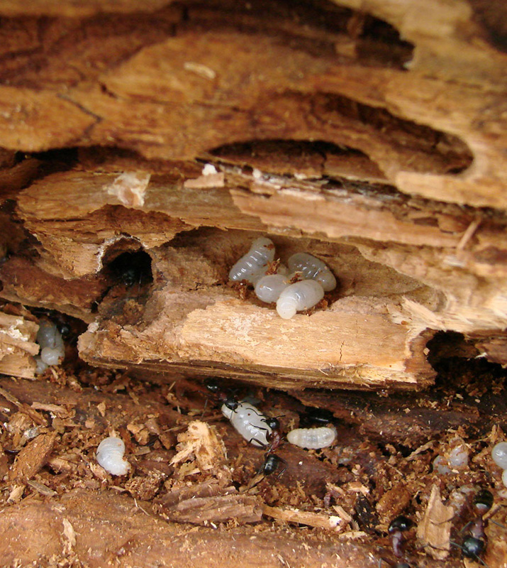 Eradication des nuisibles de charpente à Saint-Mandé dans le Val de Marne 94